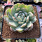 Echeveria Agavoides 'Queen Maria' Variegated 2"-3"Succulent Plant