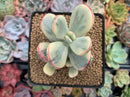 Cotyledon 'Orbiculata' Variegated 3"-4" Succulent Plant