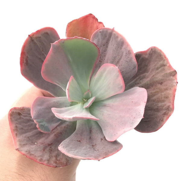 Echeveria 'Dream and Phantasm' 5"-6" Rare Succulent Plant