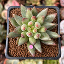 Pachyphytum 'Yeonji' 2" Succulent Plant