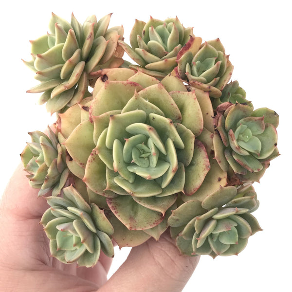 Echeveria 'Fun Queen' Cluster 5" Succulent Plant