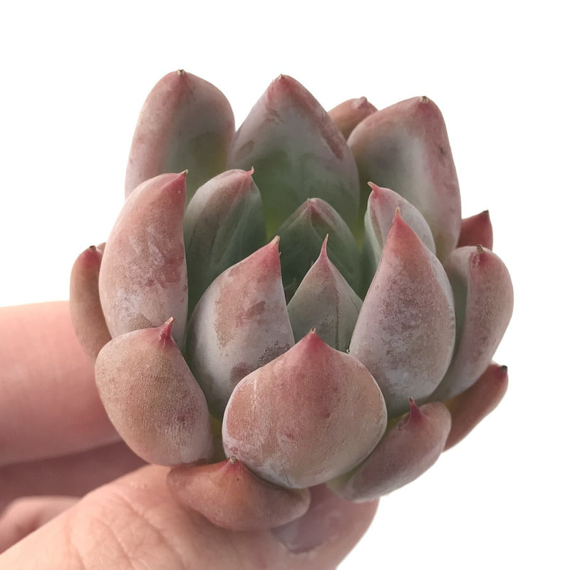 Echeveria 'Pena' New Hybrid 1" Succulent Plant