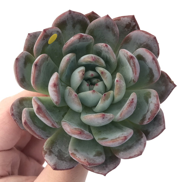 Echeveria 'Starmark' 3"-4" Powdery Succulent Plant