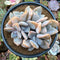 Echeveria 'Snow Shine' 4" Powdery Succulent Plant