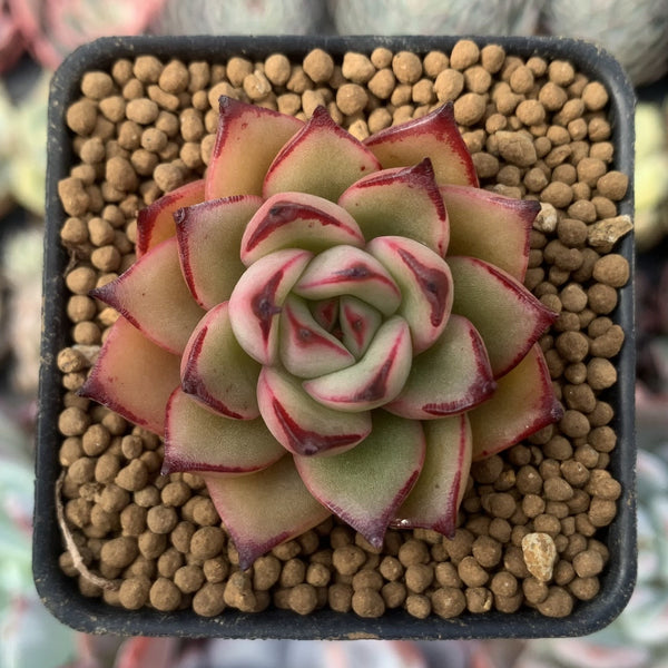 Echeveria Agavoides 'Toby' 1" Succulent Plant