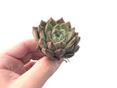 Echeveria 'Ebony' X 'Zaragoza' 2"-3" Succulent Plant