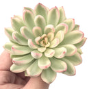 Echeveria 'Mebina' Variegated Large 3"-4" Succulent Plant