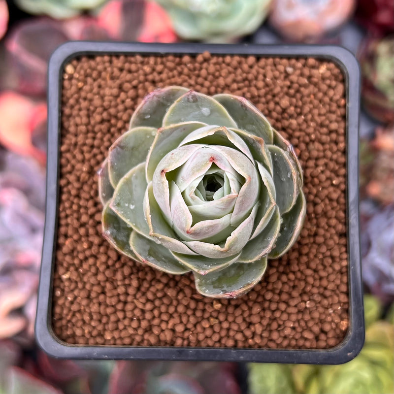 Greenovia 'El Hiero' 2" Succulent Plant