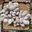 Pachyphytum Oviferum 'Moon Stone' 4" Cluster Succulent Plant