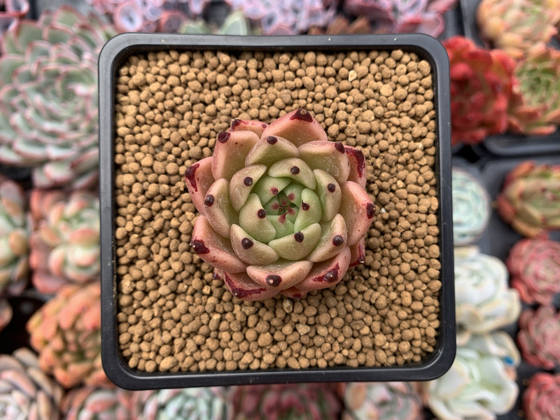 Echeveria Agavoides 'Sarabony' 2" Succulent Plant