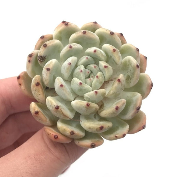 Echeveria 'Viant' 3" Rare Succulent Plant