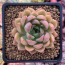 Echeveria Agavoides 'Timothy' 2"-3" Succulent Plant