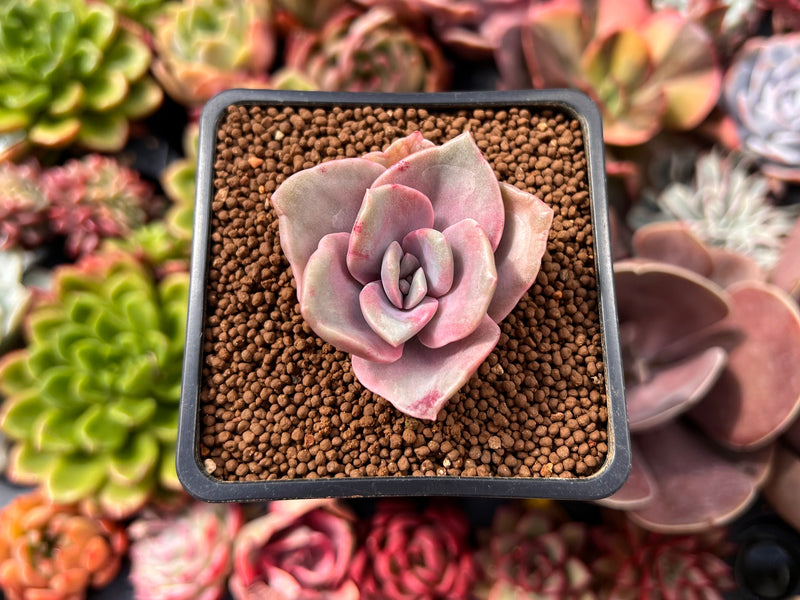 Graptopetalum 'Bainesii' Variegated 2" Succulent Plant