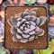 Echeveria 'Affinis Grey' 2" Succulent Plant