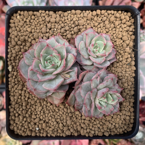 Echeveria 'Ice Love' Lightly Variegated 3"-4" Cluster Succulent Plant