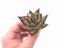 Echeveria Agavoides  Ebony 2” Rare Succulent Plant