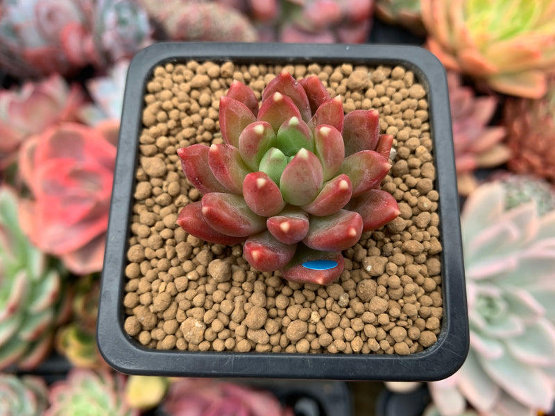 Pachyphytum Compactum 'Pink Glaucum' 2" Succulent Plant