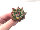 Echeveria Agavoides 'Kobane' 2" Rare Succulent Plant