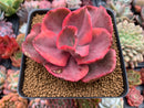 Echeveria 'Golden State' Variegated 3"-4" Succulent Plant