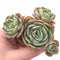 Echeveria Felicino Cluster 3” Rare Succulent Plant