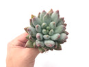 Echeveria 'Venus' 2"-3" Powdery Succulent Plant