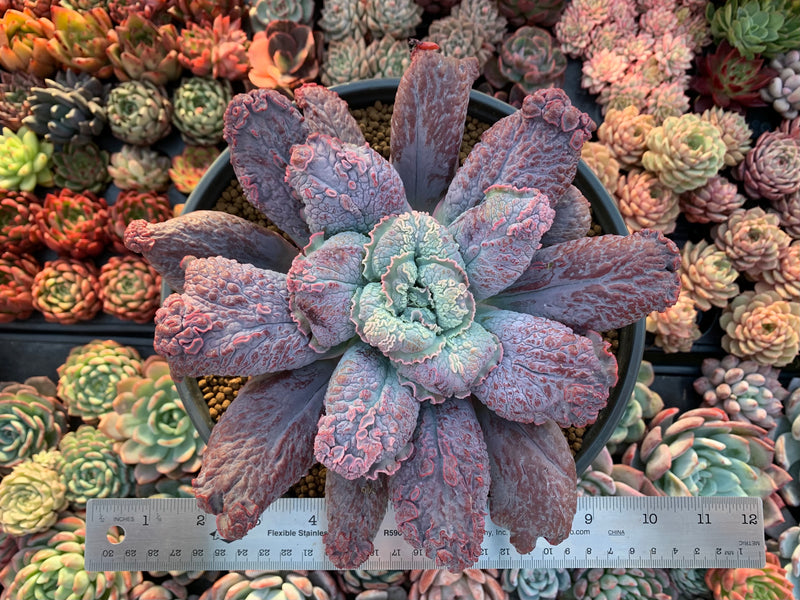 Echeveria 'Linguas' 8" Extremely Large Succulent Plant