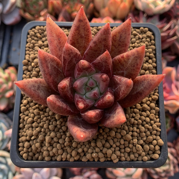 Echeveria Agavoides 'Psyche' 3" Succulent Plant