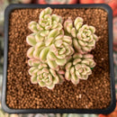 Sedum 'Joyce Tulloch' Variegated 1" Succulent Plant