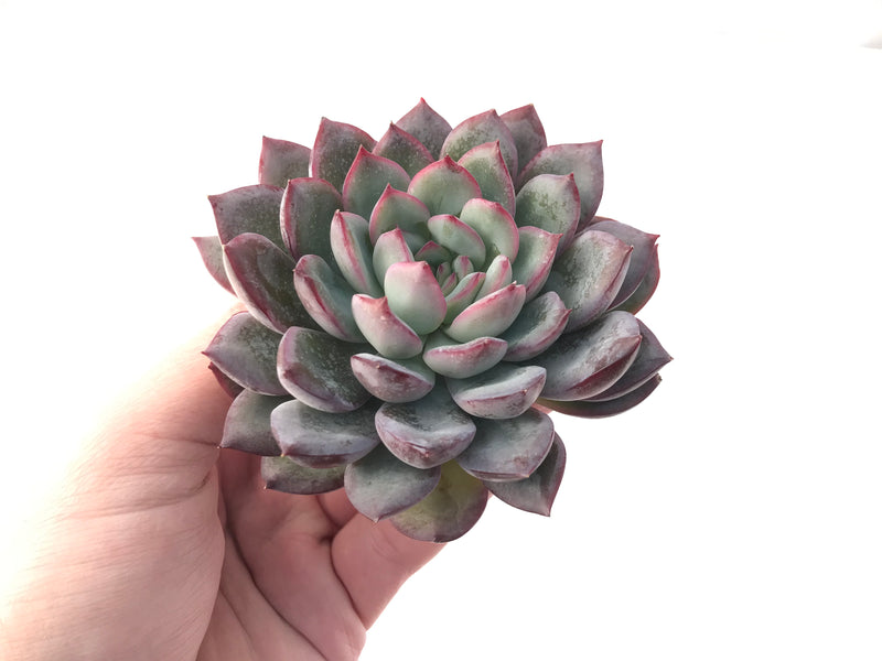 Echeveria sp. 3"-4" Powdery Succulent Plant