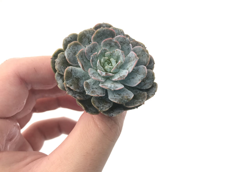 Echeveria 'Dr. Butterfield' Mutated 3" Rare Succulent Plant