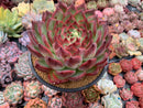 Echeveria Agavoides 'Fire Pillar' Extremely Large 7"-8" Succulent Plant