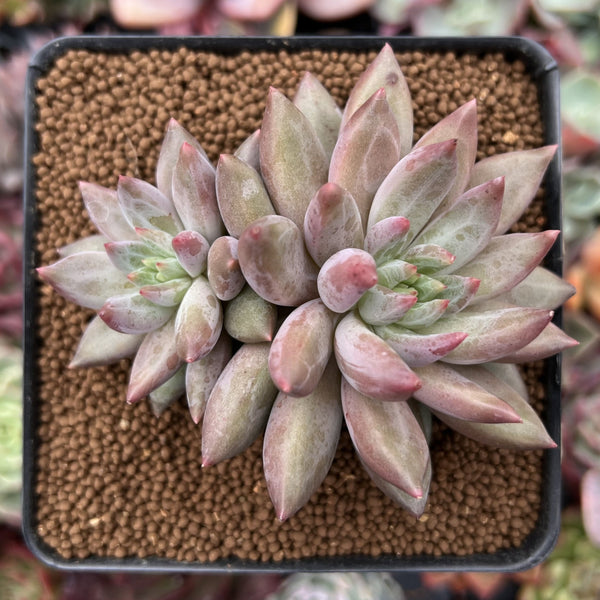 Pachyphytum 'Angels Finger' 2"-3" Cluster Succulent Plant