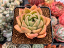 Echeveria 'Acra' 3" Succulent Plant