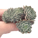 Echeveria 'Tuxpan' Crested Cluster 2"-3" Succulent Plant