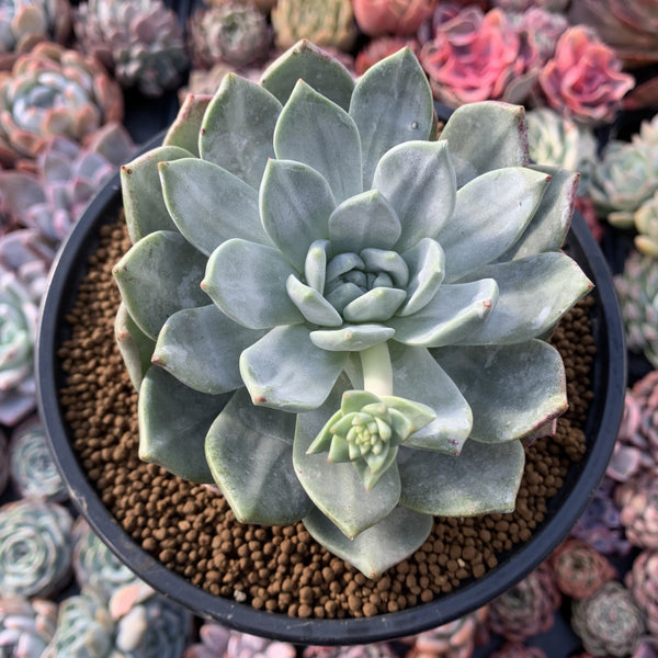 Dudleya 'Farinosa' 5" Powdery Succulent Plant