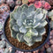 Dudleya 'Farinosa' 5" Powdery Succulent Plant