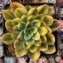 Echeveria 'Bob Jolly' Variegated 3"-4" Succulent Plant