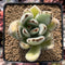 Kalanchoe 'Tomentosa' 3" Cutting Succulent Plant