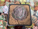 Greenovia 'El Hiero' 2" Succulent Plant