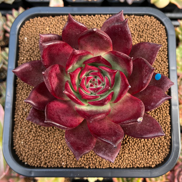 Echeveria Agavoides 'Oculus' 6" Extra LARGE Succulent Plant