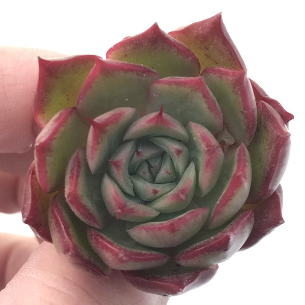 Echeveria sp. 1" Small Succulent Plant