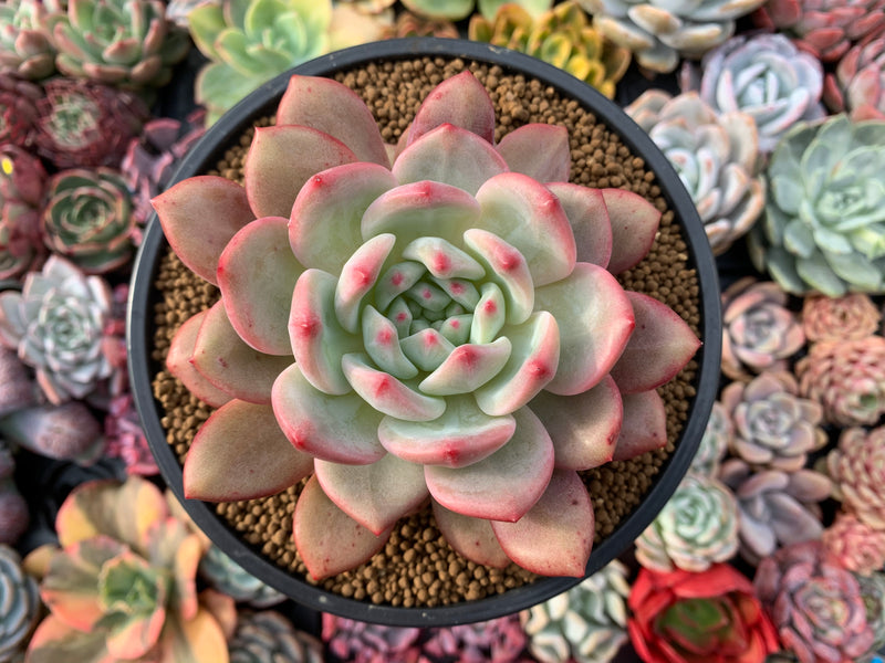 Echeveria 'Ariel' 5"-6” Large Succulent Plant