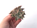 Echeveria 'Madiba' 3" Succulent Plant