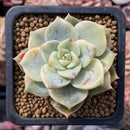 Echeveria 'Hakubotan' Variegated 1"-2" Succulent Plant