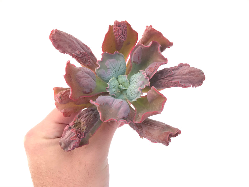 Echeveria 'Linguas' 4" Succulent Plant