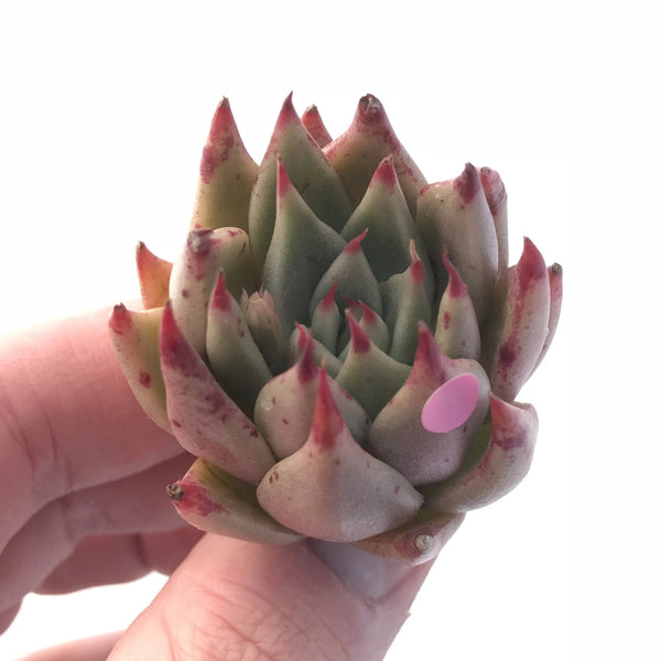 Echeveria Agavoides ‘Bonita’ 1”-2” Rare Succulent Plant