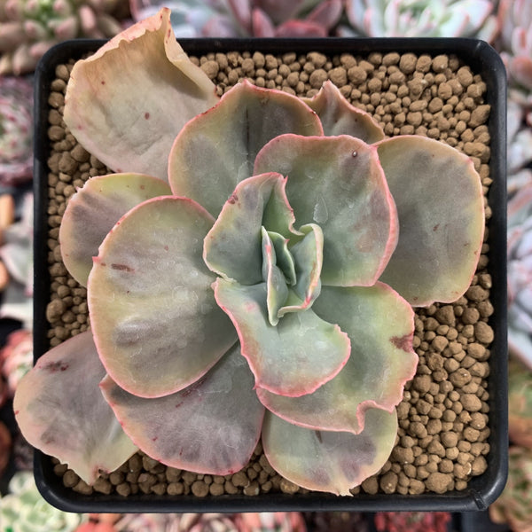 Echeveria 'Suyon' Variegated 4" Succulent Plant