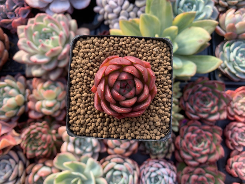 Echeveria Agavoides 'Cagliari' 1" Succulent Plant