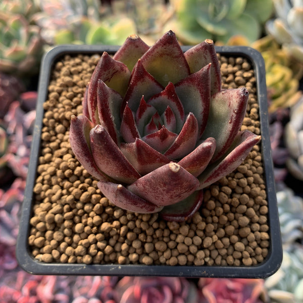 Echeveria Agavoides 'Johnny Walker' 3" Succulent Plant