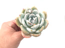 Echeveria 'Ivory' 4"+ Rare Succulent Plant